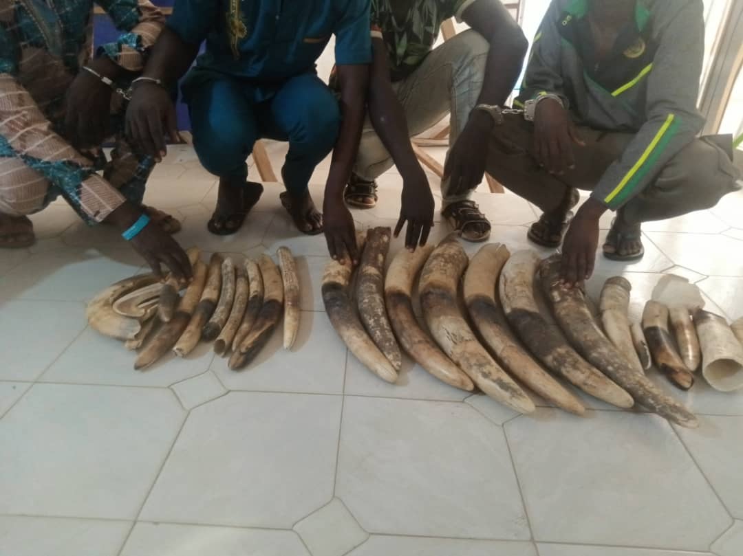 Quatre présumés trafiquants d’ivoire arrêtés déférés à la prison civile de Kara